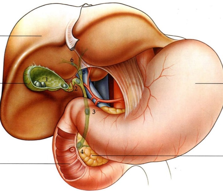 Πολύποδας της χοληδόχου κύστης